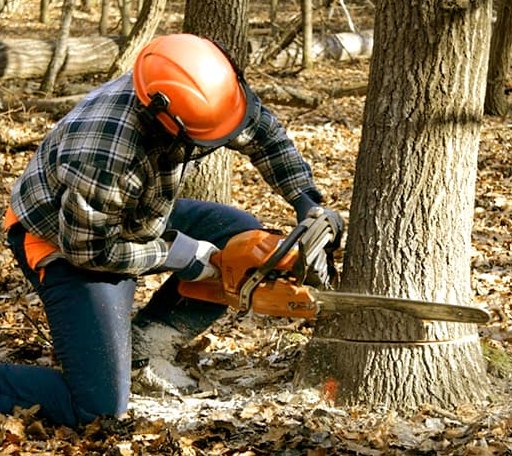 Tree Removal in Changewater, NJ